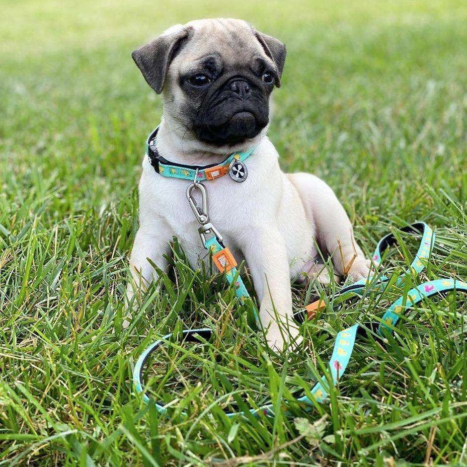 Multifunctional Leash - Ducks
