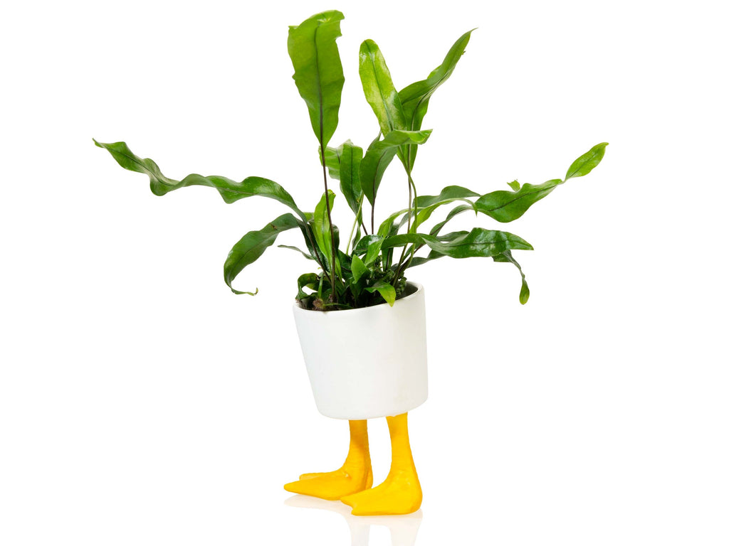 Pot de Fleur Pattes de Canard – Petit