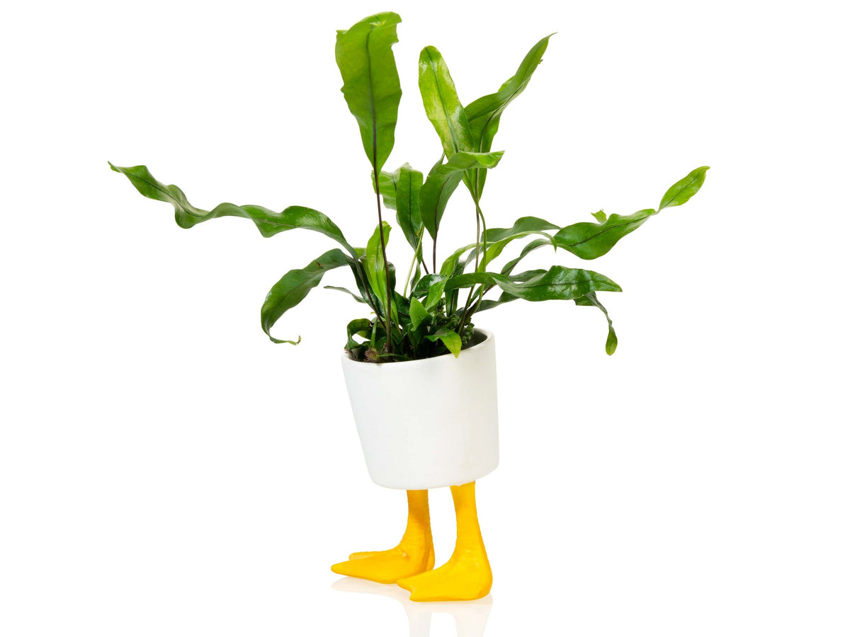 Pot de Fleur Pattes de Canard – Petit
