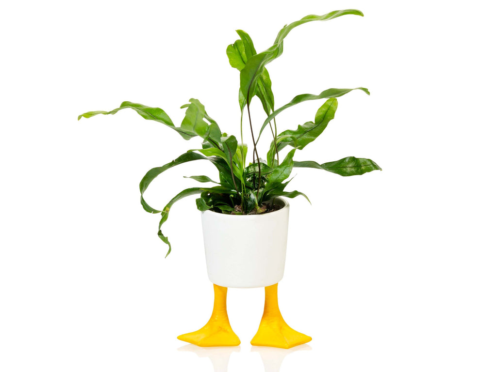 Pot de Fleur Pattes de Canard – Petit