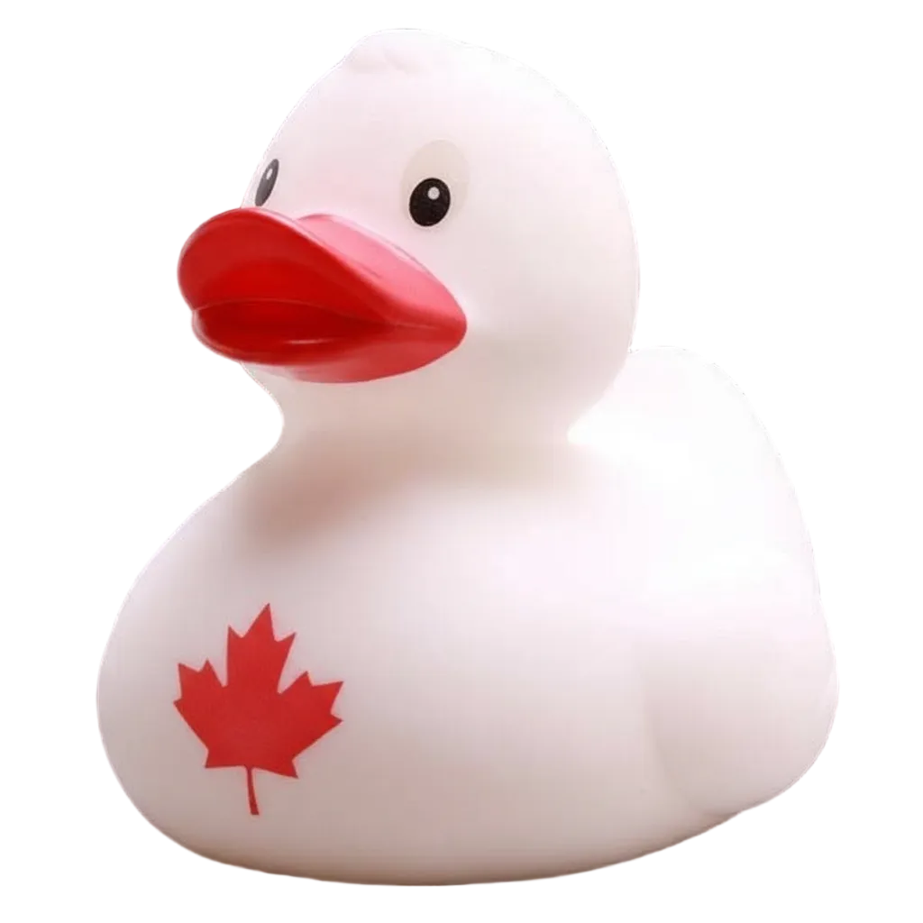 Canada Duck