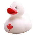 Canada Duck