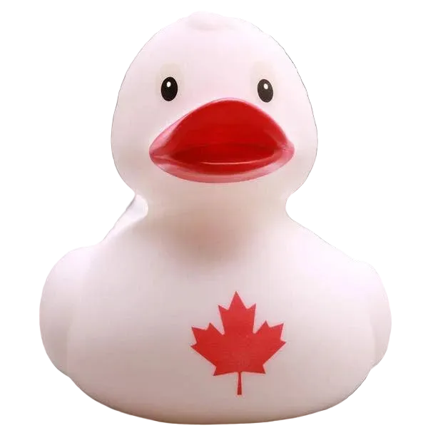 Canada Duck