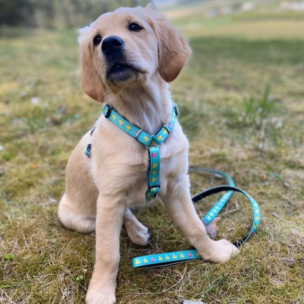 Multifunctional Leash - Ducks