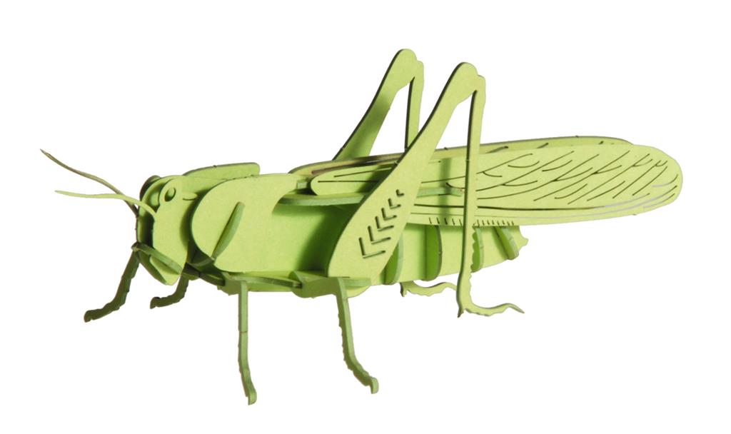 Modèle En Papier 3D - Sauterelle