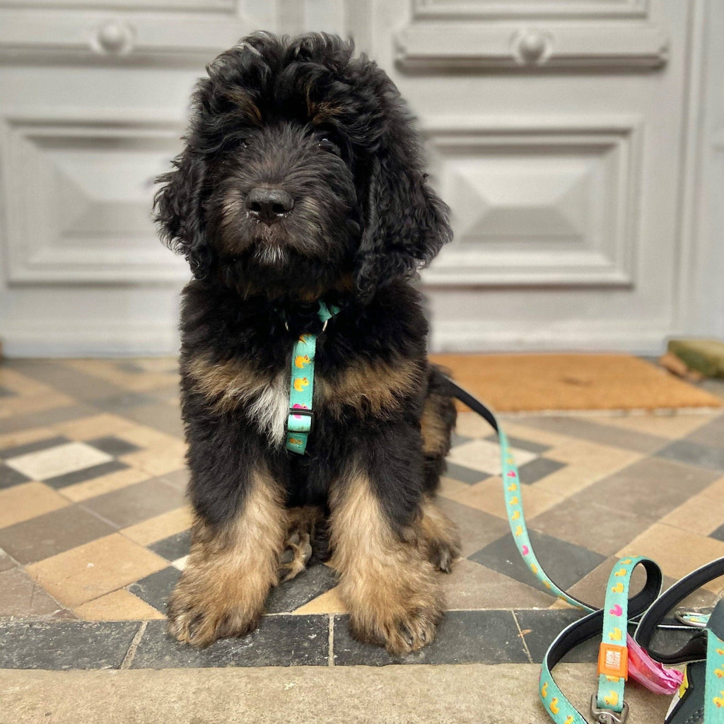 Harnais en H - Canards