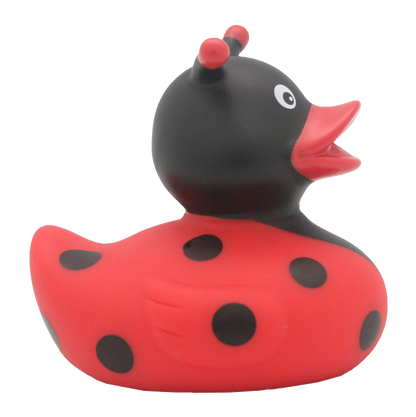 Canard Coccinelle