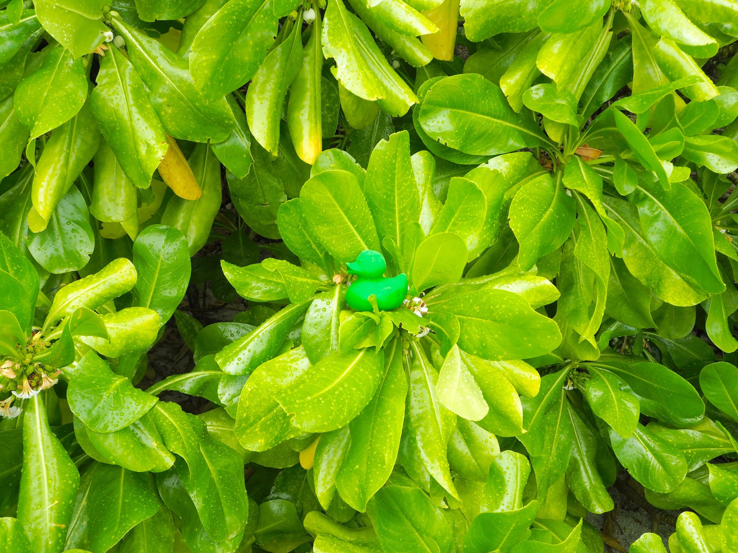 Produit Elvis Le Canard Vert Kawaii