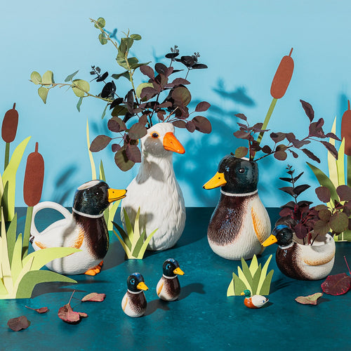 Sel et poivre Canard Colvert