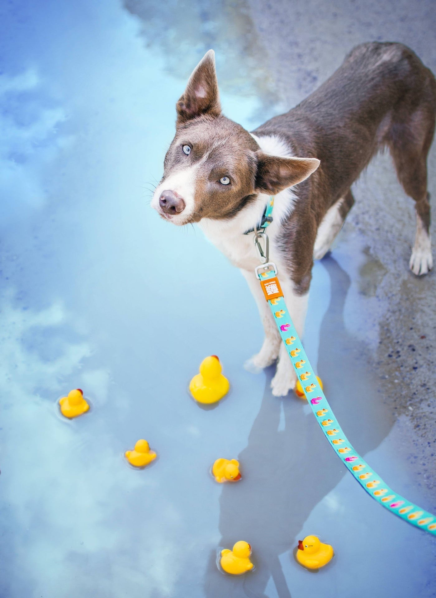 Laisse Courte – Canards