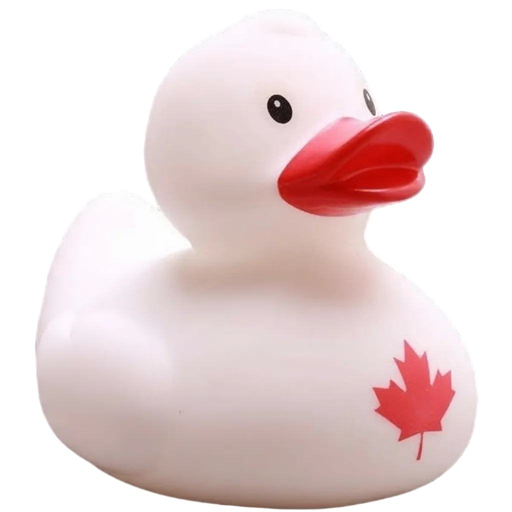 Canada Duck