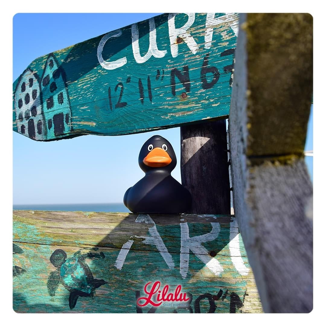 Klassieke zwarte eend