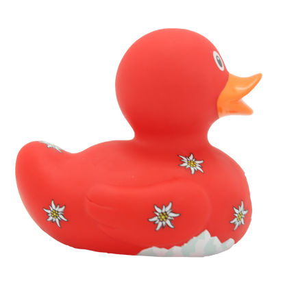 Swiss duck