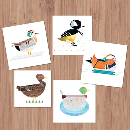 Duck greeting card Mr COLVERT