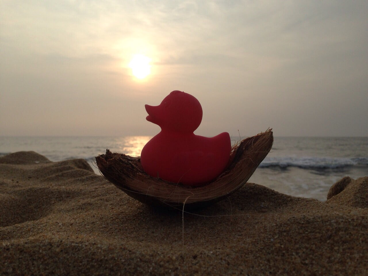 canard-monochrome-rose-oli-carol