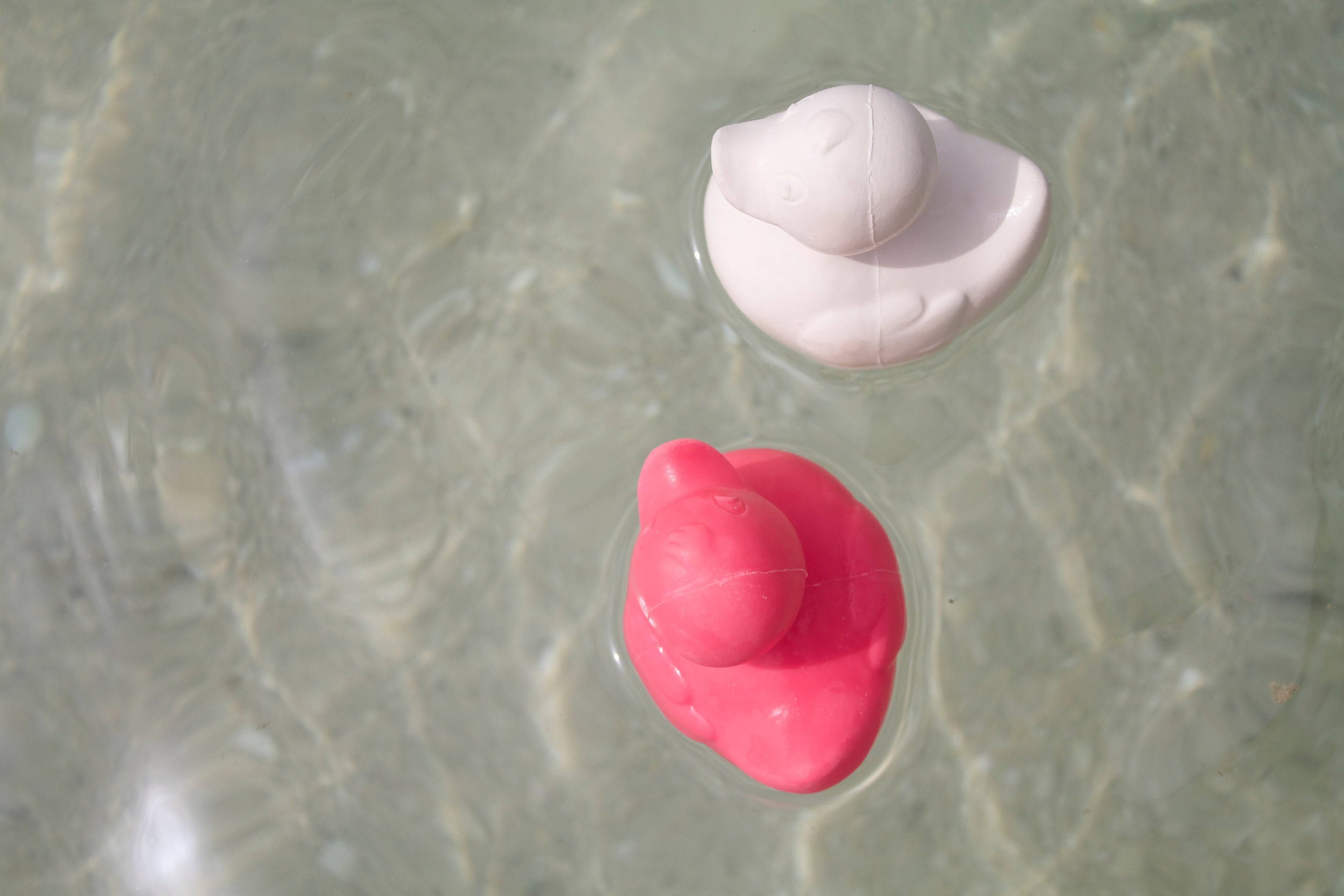 canard-monochrome-rose-oli-carol