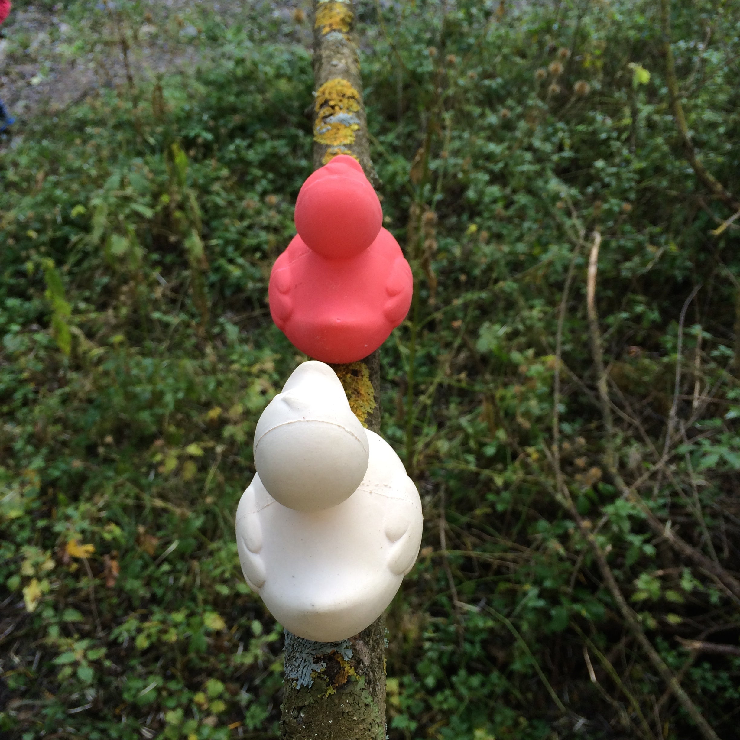 canard-monochrome-rose-oli-carol